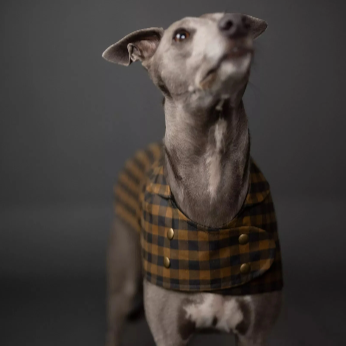 Pet Patterns– Charlotte's Webbing